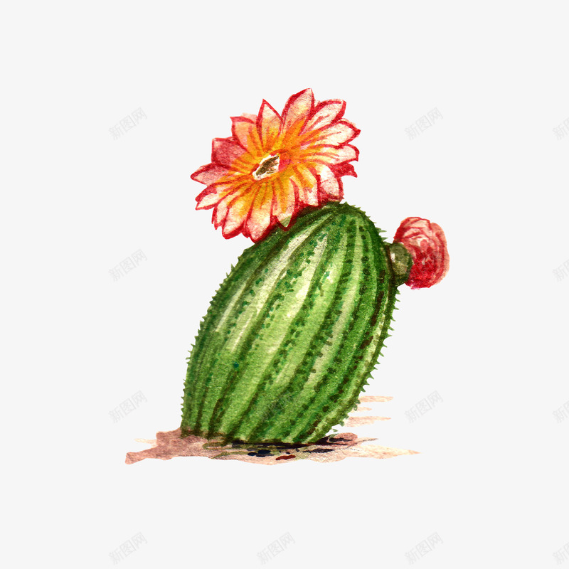 水彩仙人掌插画免扣cactus18涂设计png免抠素材_88icon https://88icon.com 水彩 仙人掌 插画 免扣 cactus18 设计