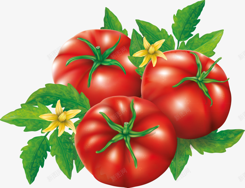 番茄蔬菜水果食物png免抠素材_88icon https://88icon.com 番茄 蔬菜水果 食物