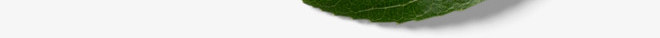 热带植物绿植插画树叶叶子水彩树叶手绘透明png免抠素材_88icon https://88icon.com 树叶 热带 植物 绿植 插画 叶子 水彩 手绘 透明