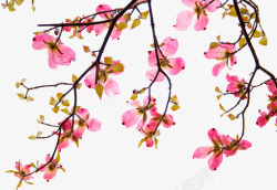 中国古风水墨花手绘水彩植物花卉装饰透明ps43中国素材