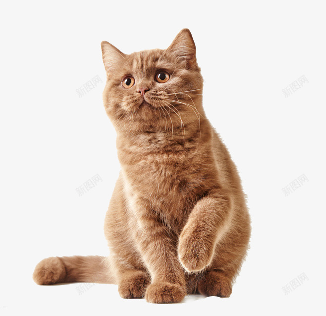 猫咪可爱图静止未来免扣png免抠素材_88icon https://88icon.com 猫咪 可爱 静止 未来 免扣