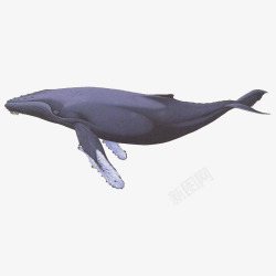 水彩手绘童话海洋鲸鱼卡通装饰PS透明高清112水彩素材