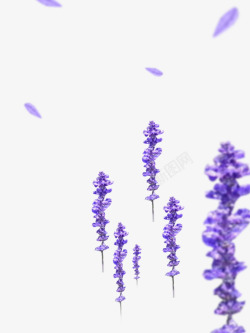 紫色薰衣草透明北坤人专用饰品素材