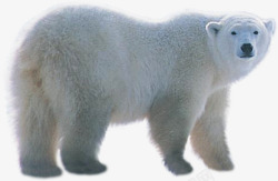 北极熊动物素材