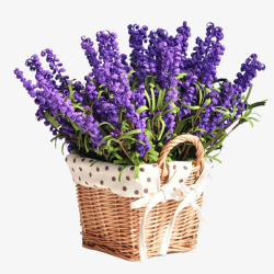 的旅程鲜花花朵装饰花卉图透明紫色花薰衣草植物素材
