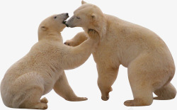 北极熊动物素材