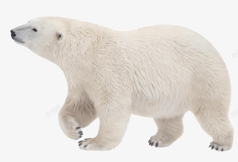 北极熊动物png免抠素材_88icon https://88icon.com 北极熊 动物