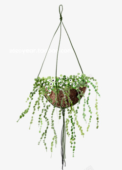 手绘春季春天绿植鲜花热带吊篮花盆栽曼妙设计素材