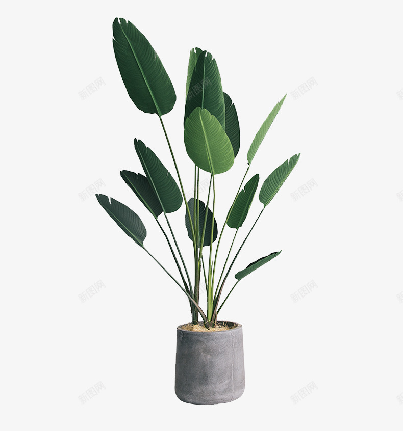 盆栽植物绿色叶子透明免扣盆栽植物png免抠素材_88icon https://88icon.com 盆栽 植物 绿色 叶子 透明 免扣