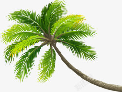 夏季海滩椰子树灬灬透明免扣透明合成情人节新年素材