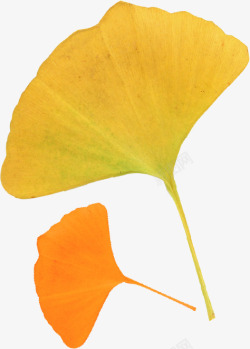 秋天绿色叶子银杏叶枫叶树叶落叶模板下载3208MB素材