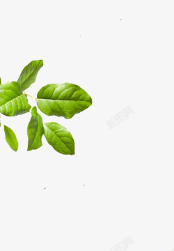 透明免扣绿色植物叶子绿色植物树枝叶子素材