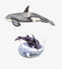 水彩手绘童话海洋鲸鱼卡通装饰PS透明高清37水彩手素材
