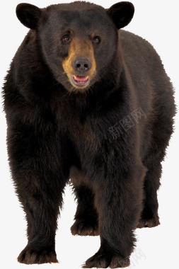 棕熊更多优质采集尽在更多优质采集尽在视图标