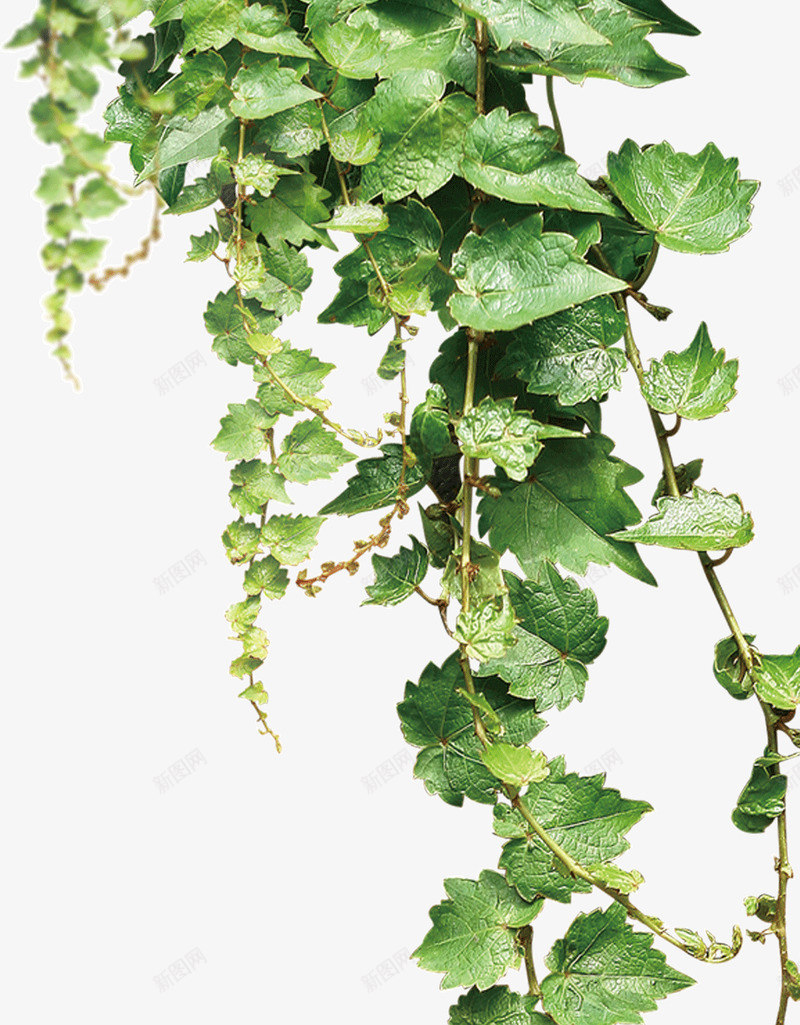 绿色树藤青藤春天藤蔓树叶花藤树叶子草地png免抠素材_88icon https://88icon.com 树叶 绿色 树藤 青藤 春天 藤蔓 花藤 叶子 草地