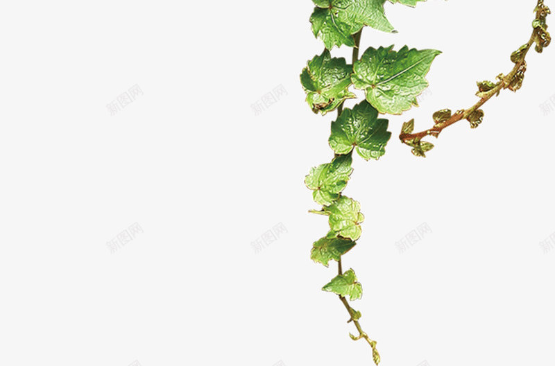 绿色树藤青藤春天藤蔓树叶花藤树叶子草地png免抠素材_88icon https://88icon.com 树叶 绿色 树藤 青藤 春天 藤蔓 花藤 叶子 草地