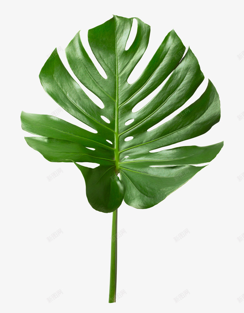 的旅程绿叶树叶海边沙滩植物叶子芭蕉叶小清新3png免抠素材_88icon https://88icon.com 叶子 叶小 旅程 树叶 植物 沙滩 海边 清新 绿叶 芭蕉