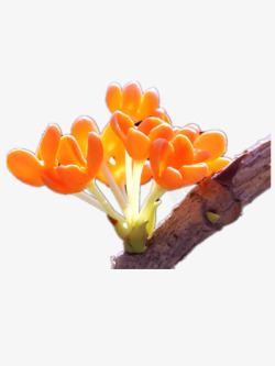 水彩手绘桂花中国古风中秋唯美装饰透明ps99水彩手素材