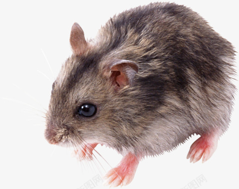 小老鼠老鼠图像系列动物宠物系列动物宠物不定图标