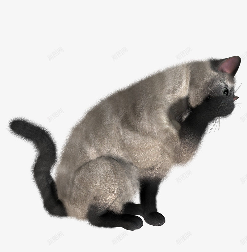 猫咪猫png免抠素材_88icon https://88icon.com 猫咪