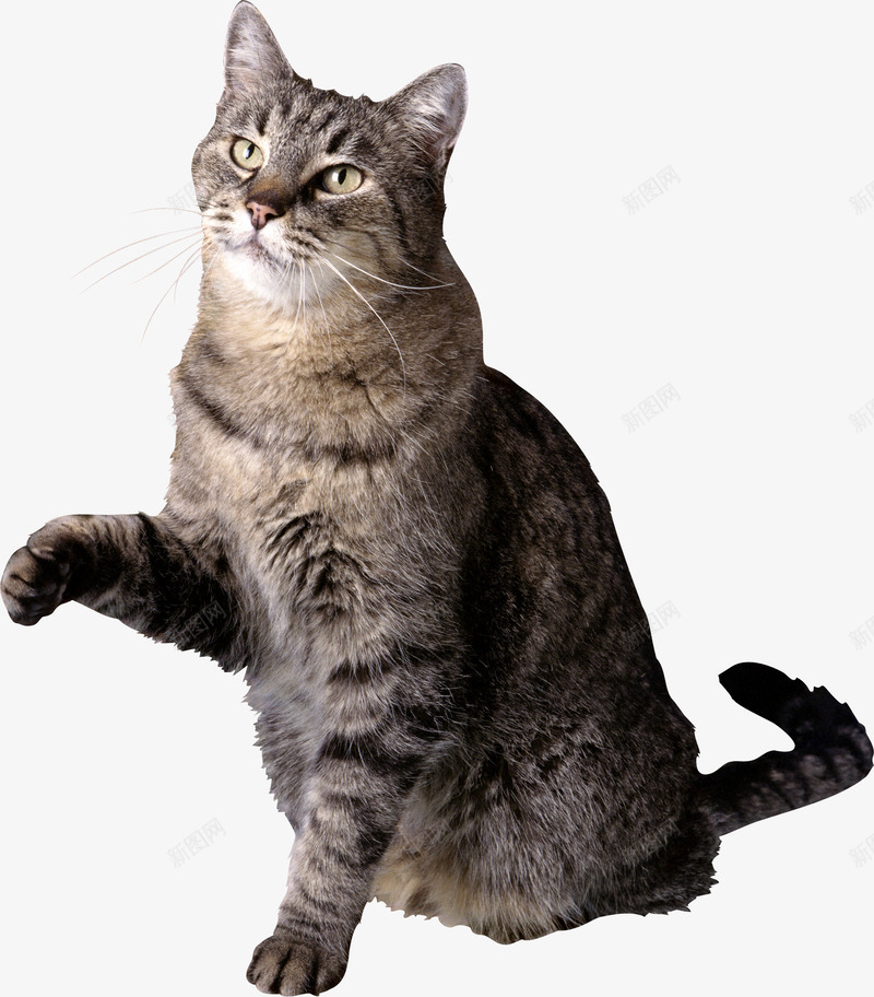 可爱的猫猫小猫咪合成png免抠素材_88icon https://88icon.com 可爱 爱的 猫猫 小猫 猫咪 合成