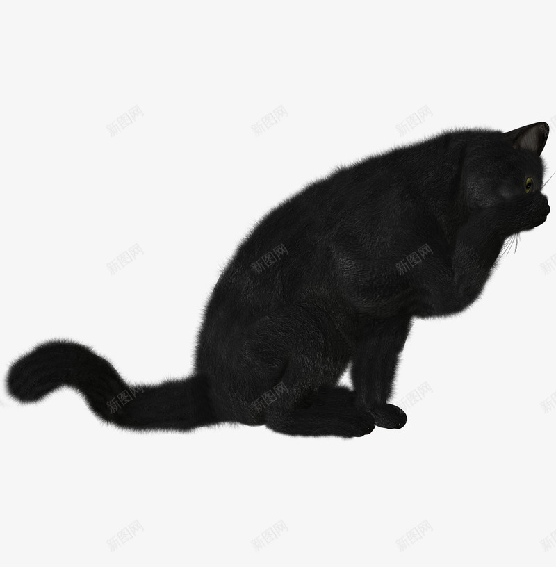 猫咪猫png免抠素材_88icon https://88icon.com 猫咪