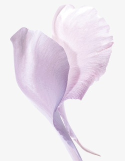 素雅淡紫色花瓣免扣植物静物素材
