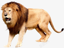 狮子雄狮免扣透明2动物昆虫免扣动物大型动物小型宠物素材