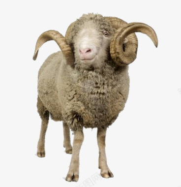 羊宇飞视觉系列动物宠物系列动物宠物不定期更新百位电图标