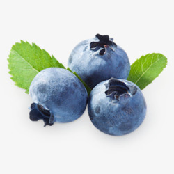 蓝莓熊果苷蓝莓蓝莓熊果苷素材