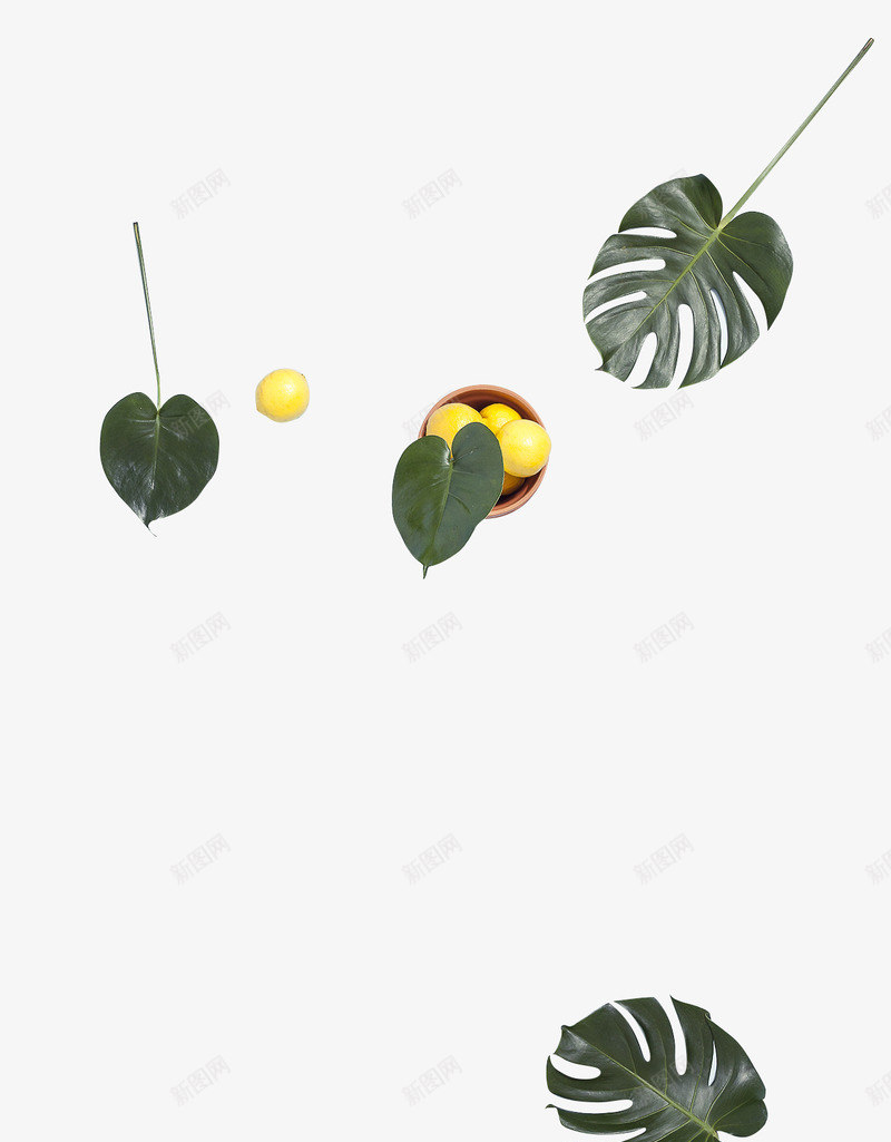 绿色叶子热带植物柠檬水果PNS透明底png免抠素材_88icon https://88icon.com 绿色 叶子 热带 植物 柠檬 柠檬水 水果 PNS 透明