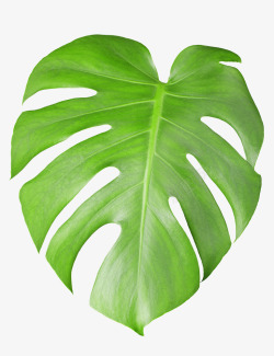 热带植物叶子素材