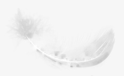 透明免扣羽毛白色羽毛珍珠贝壳假发翅膀素材