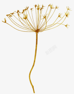 草类植物绿叶藤蔓叶子花朵薰衣草玫瑰花植物花草类丶素材