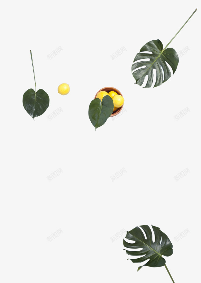 绿色叶子热带植物柠檬水果PNSpng免抠素材_88icon https://88icon.com 绿色 叶子 热带 植物 柠檬 柠檬水 水果 PNS