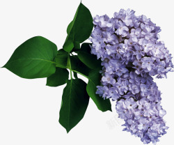 淡紫色收集花卉素材
