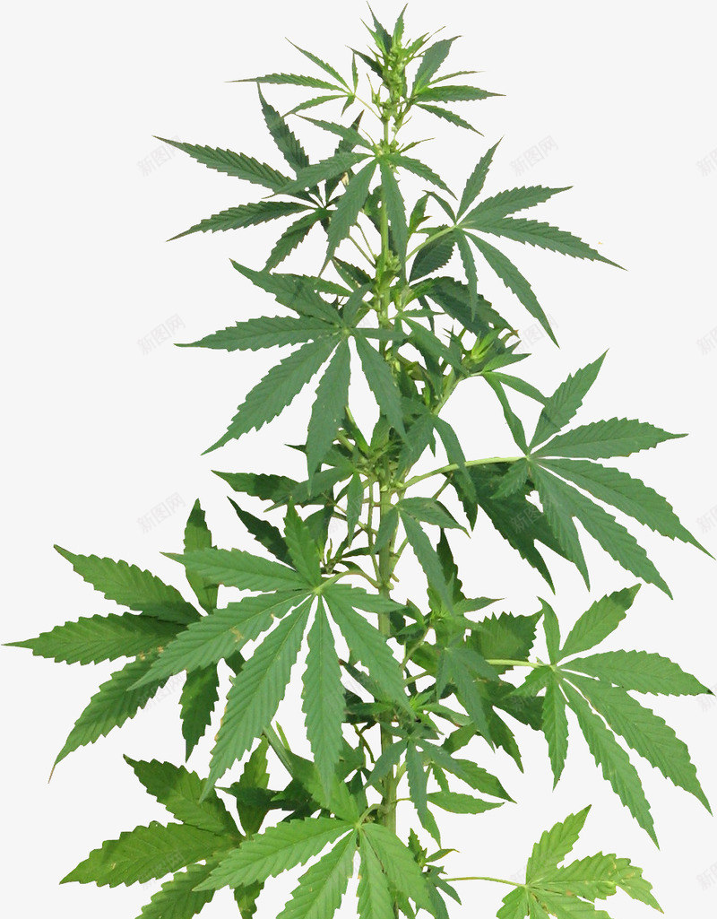 大麻叶png免抠素材_88icon https://88icon.com 大麻