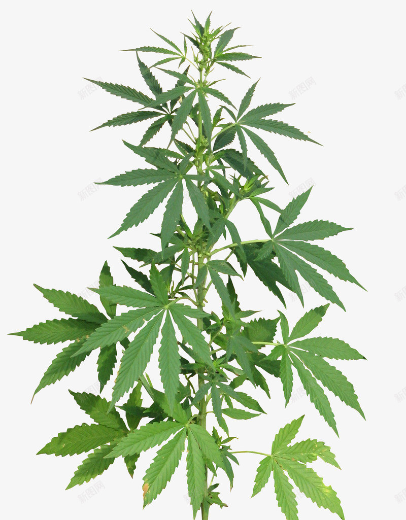 大麻叶png免抠素材_88icon https://88icon.com 大麻