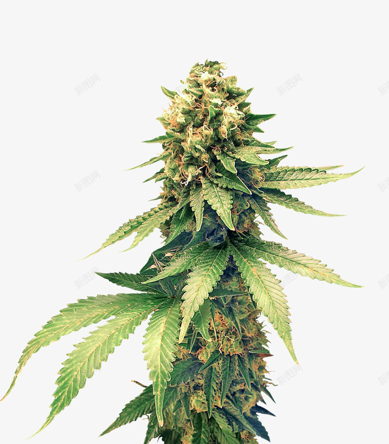 大麻叶png免抠素材_88icon https://88icon.com 大麻