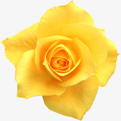 黄色玫瑰婚礼花卉特写素材