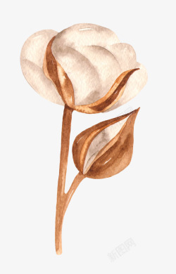 手绘水彩木棉花花卉植物透明免扣图案手账PS6手绘水素材