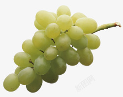 青葡萄10葡萄酒素材