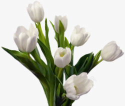 花卉春天白色郁金香花素材