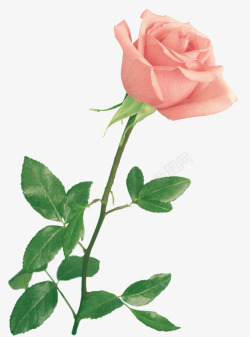 七夕粉色玫瑰鲜花素材