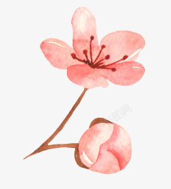 手绘水彩木棉花花卉植物透明免扣图案手账PS14手绘素材
