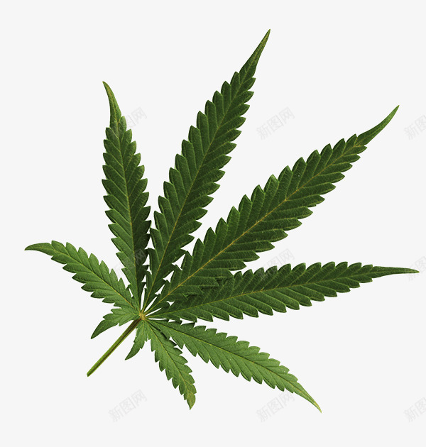 大麻叶png免抠素材_88icon https://88icon.com 大麻