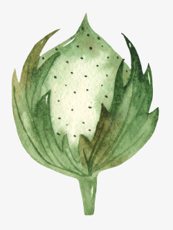 手绘水彩木棉花花卉植物透明免扣图案手账PS13手绘素材