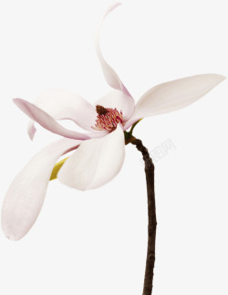一枝粉白色花朵素材