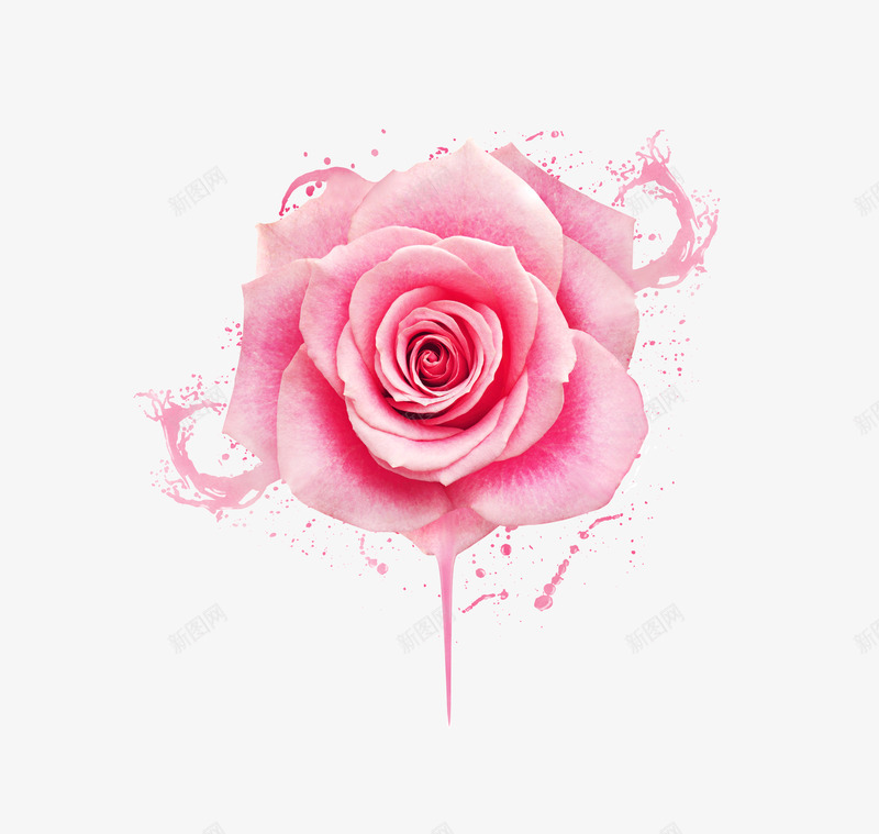 七夕情人节粉色玫瑰花特写png免抠素材_88icon https://88icon.com 七夕 免扣摄影 情人节 摄影图 浪漫 爱情 玫瑰花 粉色 花 花朵 花束 鲜花