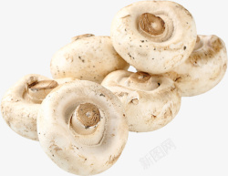 口蘑蘑菇菌菇素材
